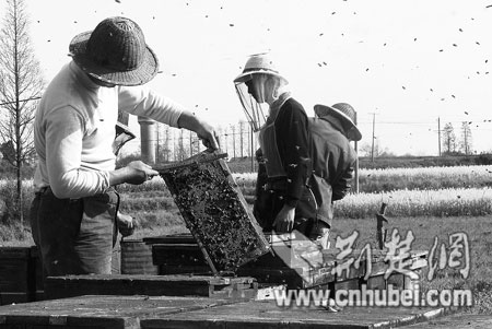 ������ʳ��