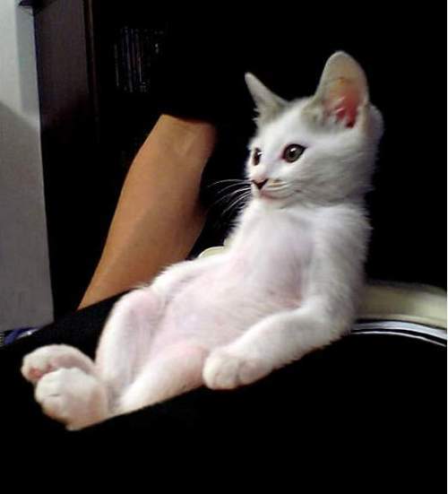 ������ʳ��