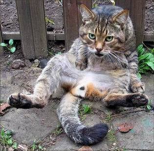 ������ʳ��