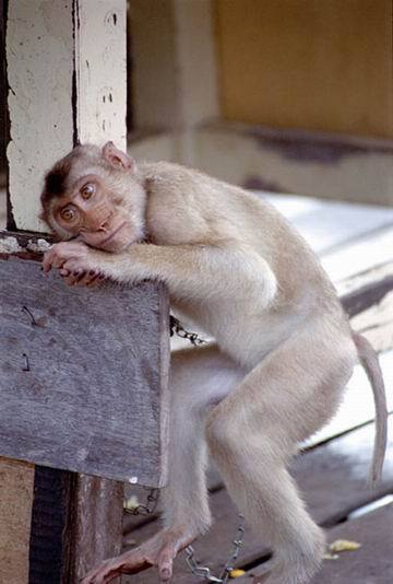 ������ʳ��