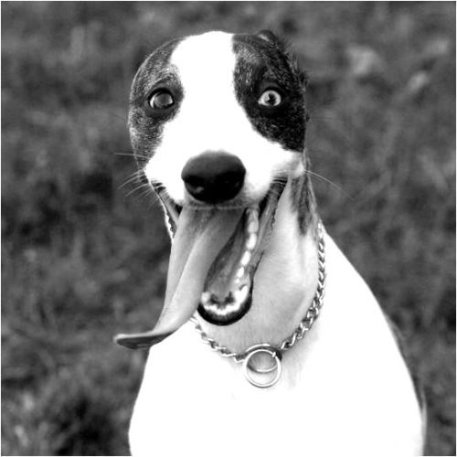 ������ʳ��