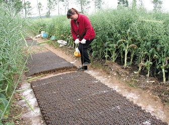 ������ʳ��